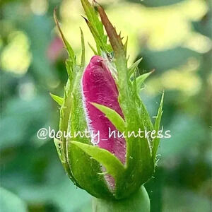 Live Unlisted Show Items As Is